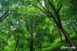 تحقق زراعت چوب در ۲۵۰۰ هکتار از اراضی ملی گیلان/ توسعه ۸۰۰ هکتاری جنگل ها