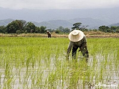 کمرنگ شدن سایه دلالان بر برنج گیلان