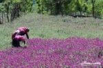 درآمد ۳ هزار میلیاردی از کشت و تولید گل‌ گاو زبان در گیلان