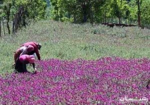 درآمد ۳ هزار میلیاردی از کشت و تولید گل‌ گاو زبان در گیلان