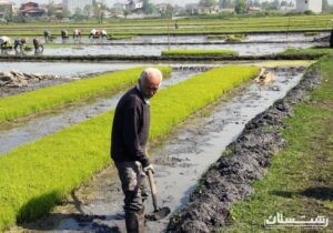 اخطار نشاء برنج به صاحبان شالیزارهای کاشت نشده رشت