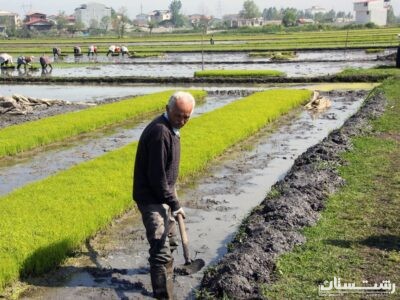 اخطار نشاء برنج به صاحبان شالیزارهای کاشت نشده رشت
