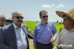 بازدید مسئولان از مزارع شلمان لنگرود