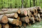 یک هزار و ۲۸۱ قاچاقچی چوب امسال در گیلان دستگیر شدند