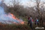 مهار آتش سوزی در جنگلهای هیرکانی رودبار