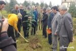 کسب رتبه نخست گیلان در تولید و زراعت چوب کشور