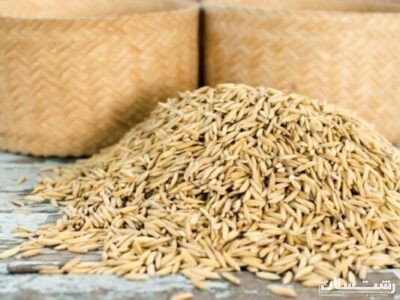 توزیع ۱۷۰۰ تن بذر گواهی شده برنج در استان گیلان