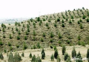 آغاز کاشت ۳۲ میلیون درخت در استان گیلان