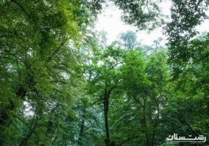 جنگل ها از تغییر اقلیم جلوگیری می کنند