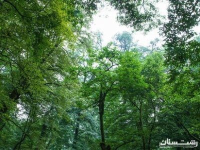 جنگل ها از تغییر اقلیم جلوگیری می کنند