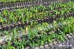 افزون بر یک میلیون و ۲۰۰ هزار اصله نهال توت در گیلان تولید شد