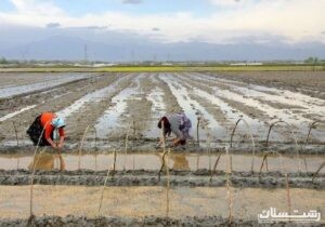 ۶۵۰ تن بذر گواهی شده برنج در گیلان توزیع شد