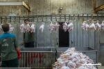 تولید ۵۵ هزار تن گوشت مرغ در گیلان