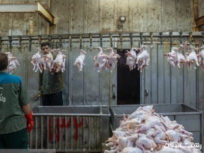 تولید ۵۵ هزار تن گوشت مرغ در گیلان