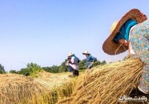 ظهور خوشه برنج در ۱۴۲ هزار هکتار از شالیزارهای گیلان