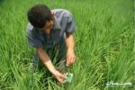 مبارزه بیولوژیک با کرم ساقه خوار برنج در ۸۰۰۰ هکتار از شالیزارهای گیلان