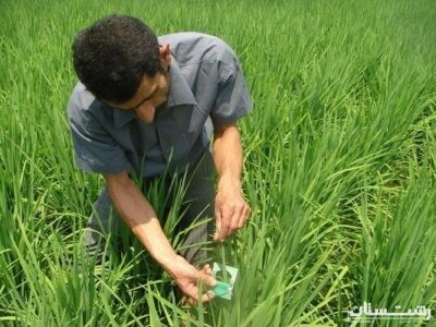 مبارزه بیولوژیک با کرم ساقه خوار برنج در ۸۰۰۰ هکتار از شالیزارهای گیلان