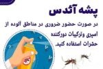 روش‌های پیشگیری از بیماری‌های ناشی از گزش پشه آئدس اعلام شد