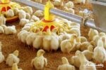جوجه‌ریزی مرغ گوشتی در گیلان ۲۰ درصد افزایش یافت