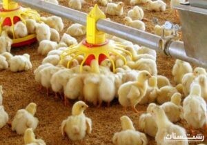 جوجه‌ریزی مرغ گوشتی در گیلان ۲۰ درصد افزایش یافت