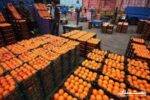 ذخیره سازی ۲۴۰ تنی میوه شب عید در گیلان