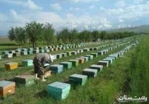 استقبال زنبورداران گیلانی از بیمه کلنی‌های زنبور عسل