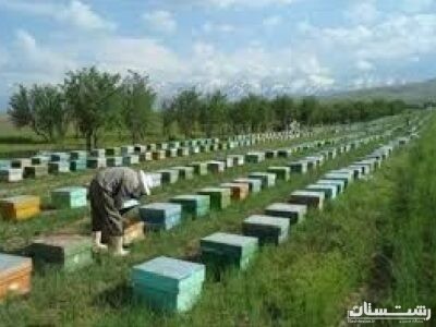 استقبال زنبورداران گیلانی از بیمه کلنی‌های زنبور عسل
