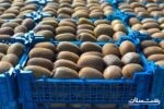 صادرات ۴۶ هزار تنی کیوی گیلان به بازارهای جهانی