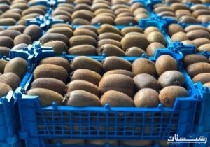 صادرات ۴۶ هزار تنی کیوی گیلان به بازارهای جهانی