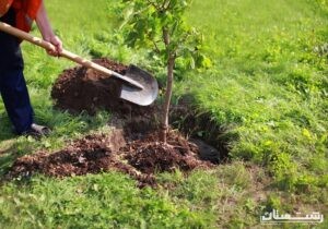 آپارتمان سازها سرانه فضای سبز ساکنان مجتمع های مسکونی را تامین کنند