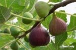 برداشت یک هزار و ۷۶۰ تن انجیر در استان گیلان