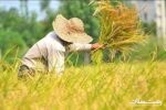 ۴۵ درصد شالیزارهای گیلان آماده برداشت است