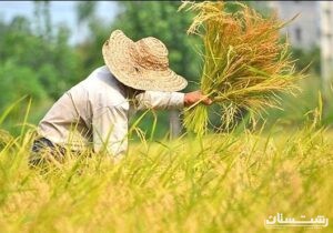 ۴۵ درصد شالیزارهای گیلان آماده برداشت است