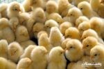 ۲۲ درصد جوجه ریزی‌ها در گیلان سویه آرین است