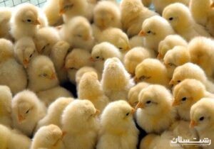 ۲۲ درصد جوجه ریزی‌ها در گیلان سویه آرین است