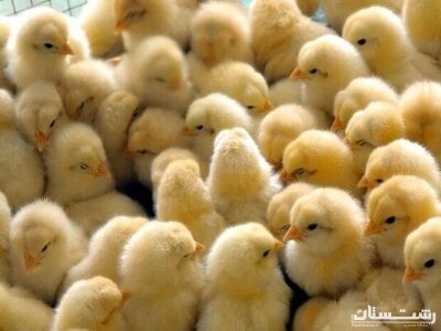 ۲۲ درصد جوجه ریزی‌ها در گیلان سویه آرین است