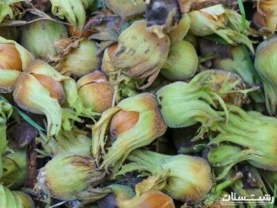 آغاز برداشت نوبرانه فندق از باغات گیلان