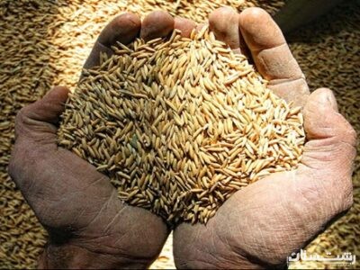 سال طلایی برنجکاری در گیلان