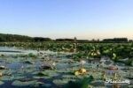 کشاورزی همسو با محیط زیست در روستاهای حاشیه تالاب انزلی