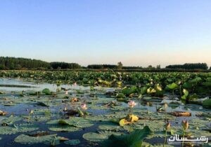 کشاورزی همسو با محیط زیست در روستاهای حاشیه تالاب انزلی