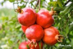 پیش بینی برداشت ۴۰۰۰ تنی انار در گیلان