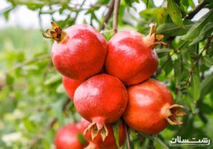 پیش بینی برداشت ۴۰۰۰ تنی انار در گیلان