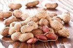 فعالیت بیش از ۳۵۰۰ کشاورز در مزارع بادام زمینی گیلان