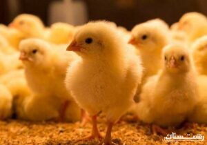 تولید بیش از ۱۷۰ میلیون قطعه جوجه یک‌روزه در گیلان