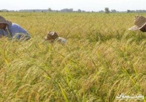 پرورش راتون در ۶۰ هزار هکتار از شالیزارهای گیلان