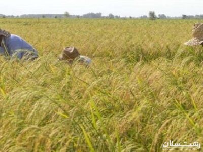 پرورش راتون در ۶۰ هزار هکتار از شالیزارهای گیلان