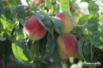 فیلم رنگ‌آمیزی هلو مربوط به رشت نیست