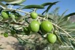 برداشت زیتون سبز از ۳۵ درصد باغات گیلان