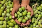 برداشت ۸۵ درصدی زیتون از باغات جنوب گیلان