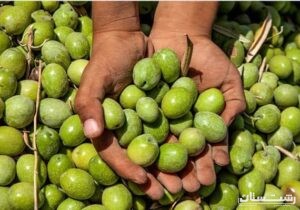 برداشت ۸۵ درصدی زیتون از باغات جنوب گیلان